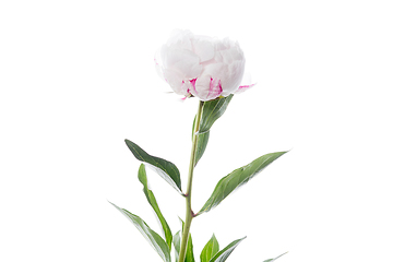 Image showing Beautiful flowers isolated on white studio background. Design elements. Blooming, spring, summertime.
