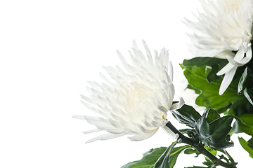 Image showing Beautiful flowers isolated on white studio background. Design elements. Blooming, spring, summertime.