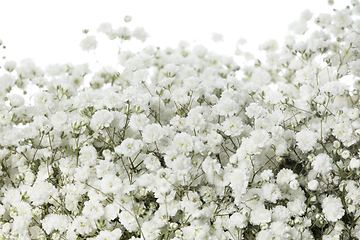 Image showing Beautiful flowers isolated on white studio background. Design elements. Blooming, spring, summertime.