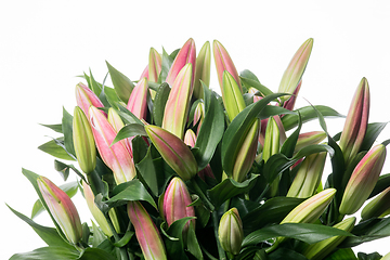 Image showing Beautiful flowers isolated on white studio background. Design elements. Blooming, spring, summertime.