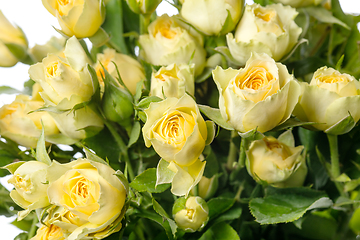 Image showing Beautiful flowers isolated on white studio background. Design elements. Blooming, spring, summertime.