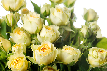 Image showing Beautiful flowers isolated on white studio background. Design elements. Blooming, spring, summertime.