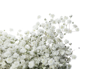 Image showing Beautiful flowers isolated on white studio background. Design elements. Blooming, spring, summertime.