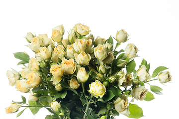 Image showing Beautiful flowers isolated on white studio background. Design elements. Blooming, spring, summertime.