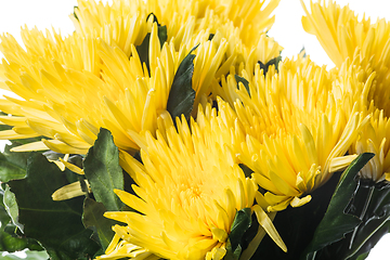 Image showing Beautiful flowers isolated on white studio background. Design elements. Blooming, spring, summertime.