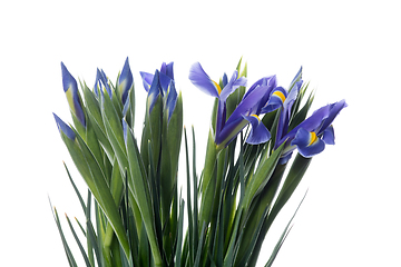 Image showing Beautiful flowers isolated on white studio background. Design elements. Blooming, spring, summertime.