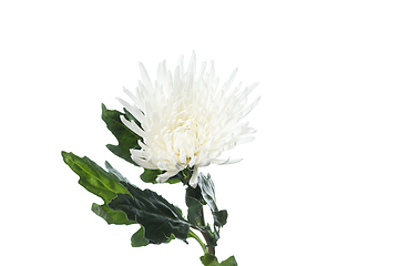 Image showing Beautiful flowers isolated on white studio background. Design elements. Blooming, spring, summertime.