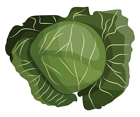 Image showing Green cabbage vector illustration of vegetables on white backgro