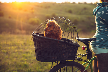 Image showing Young woman having fun near countryside park, riding bike, traveling with companion spaniel dog