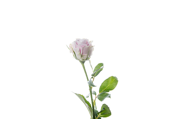 Image showing Beautiful flowers isolated on white studio background. Design elements. Blooming, spring, summertime.