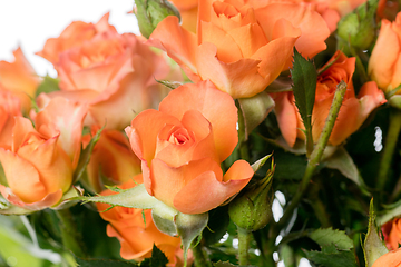 Image showing Beautiful flowers isolated on white studio background. Design elements. Blooming, spring, summertime.