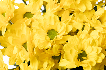 Image showing Beautiful flowers isolated on white studio background. Design elements. Blooming, spring, summertime.