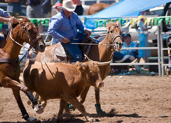 Image showing Steer Wrestling