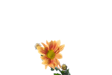 Image showing Beautiful flowers isolated on white studio background. Design elements. Blooming, spring, summertime.