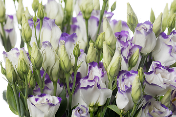 Image showing Beautiful flowers isolated on white studio background. Design elements. Blooming, spring, summertime.