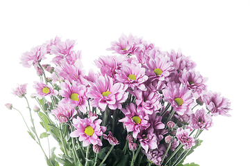 Image showing Beautiful flowers isolated on white studio background. Design elements. Blooming, spring, summertime.