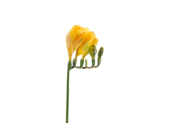 Image showing Beautiful flowers isolated on white studio background. Design elements. Blooming, spring, summertime.