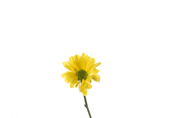 Image showing Beautiful flowers isolated on white studio background. Design elements. Blooming, spring, summertime.