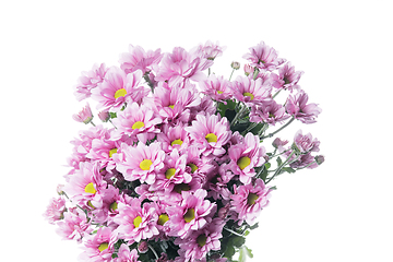 Image showing Beautiful flowers isolated on white studio background. Design elements. Blooming, spring, summertime.