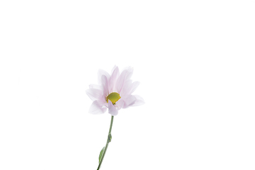 Image showing Beautiful flowers isolated on white studio background. Design elements. Blooming, spring, summertime.