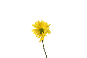 Image showing Beautiful flowers isolated on white studio background. Design elements. Blooming, spring, summertime.