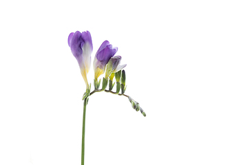 Image showing Beautiful flowers isolated on white studio background. Design elements. Blooming, spring, summertime.