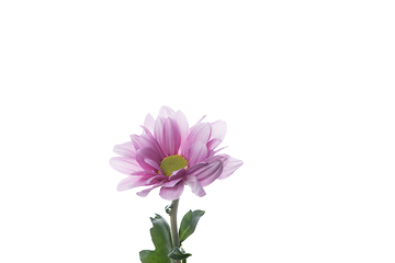 Image showing Beautiful flowers isolated on white studio background. Design elements. Blooming, spring, summertime.