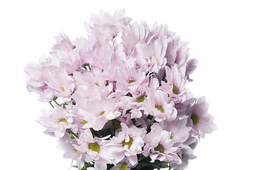 Image showing Beautiful flowers isolated on white studio background. Design elements. Blooming, spring, summertime.