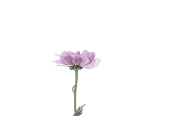 Image showing Beautiful flowers isolated on white studio background. Design elements. Blooming, spring, summertime.