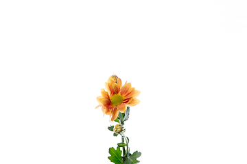 Image showing Beautiful flowers isolated on white studio background. Design elements. Blooming, spring, summertime.