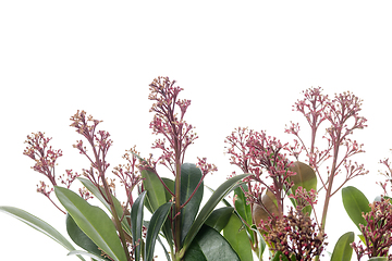 Image showing Beautiful flowers isolated on white studio background. Design elements. Blooming, spring, summertime.