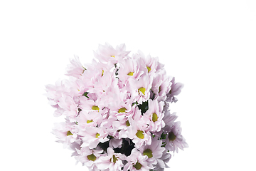 Image showing Beautiful flowers isolated on white studio background. Design elements. Blooming, spring, summertime.