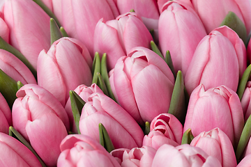 Image showing Beautiful flowers isolated on white studio background. Design elements. Blooming, spring, summertime.