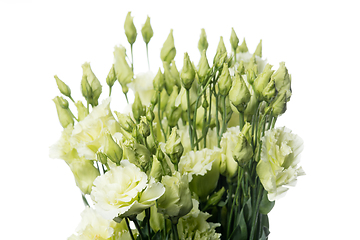 Image showing Beautiful flowers isolated on white studio background. Design elements. Blooming, spring, summertime.