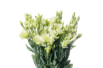 Image showing Beautiful flowers isolated on white studio background. Design elements. Blooming, spring, summertime.