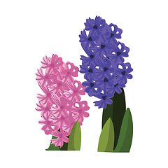 Image showing Vector illustration of pink and blue hyacinth flowers with green
