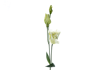 Image showing Beautiful flowers isolated on white studio background. Design elements. Blooming, spring, summertime.