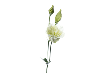 Image showing Beautiful flowers isolated on white studio background. Design elements. Blooming, spring, summertime.