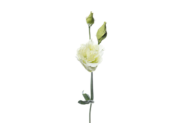 Image showing Beautiful flowers isolated on white studio background. Design elements. Blooming, spring, summertime.