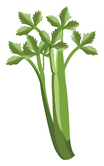 Image showing Green celery with leafs vector illustration of vegetables on whi
