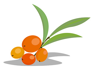 Image showing A bunch of sea berry vector or color illustration