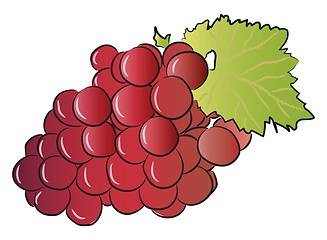 Image showing Red grape fruit bunch vector or color illustration