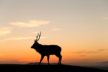 Image showing Silhouette of deer