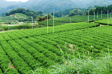 Image showing Tea farm