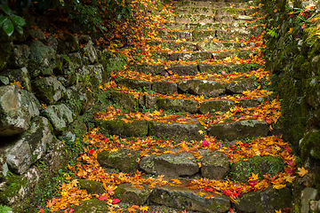 Image showing Rock steps with maple leaves