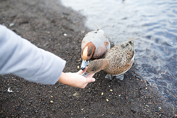 Image showing Feeding duck