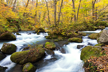 Image showing Oirase Mountain Stream