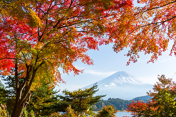 Image showing Fuji and maple