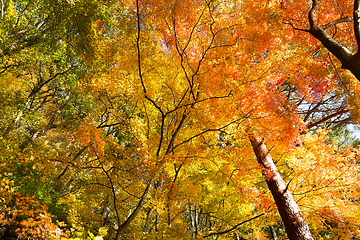 Image showing Maple tree in Autumn