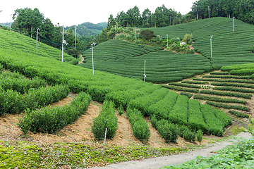 Image showing Tea farm